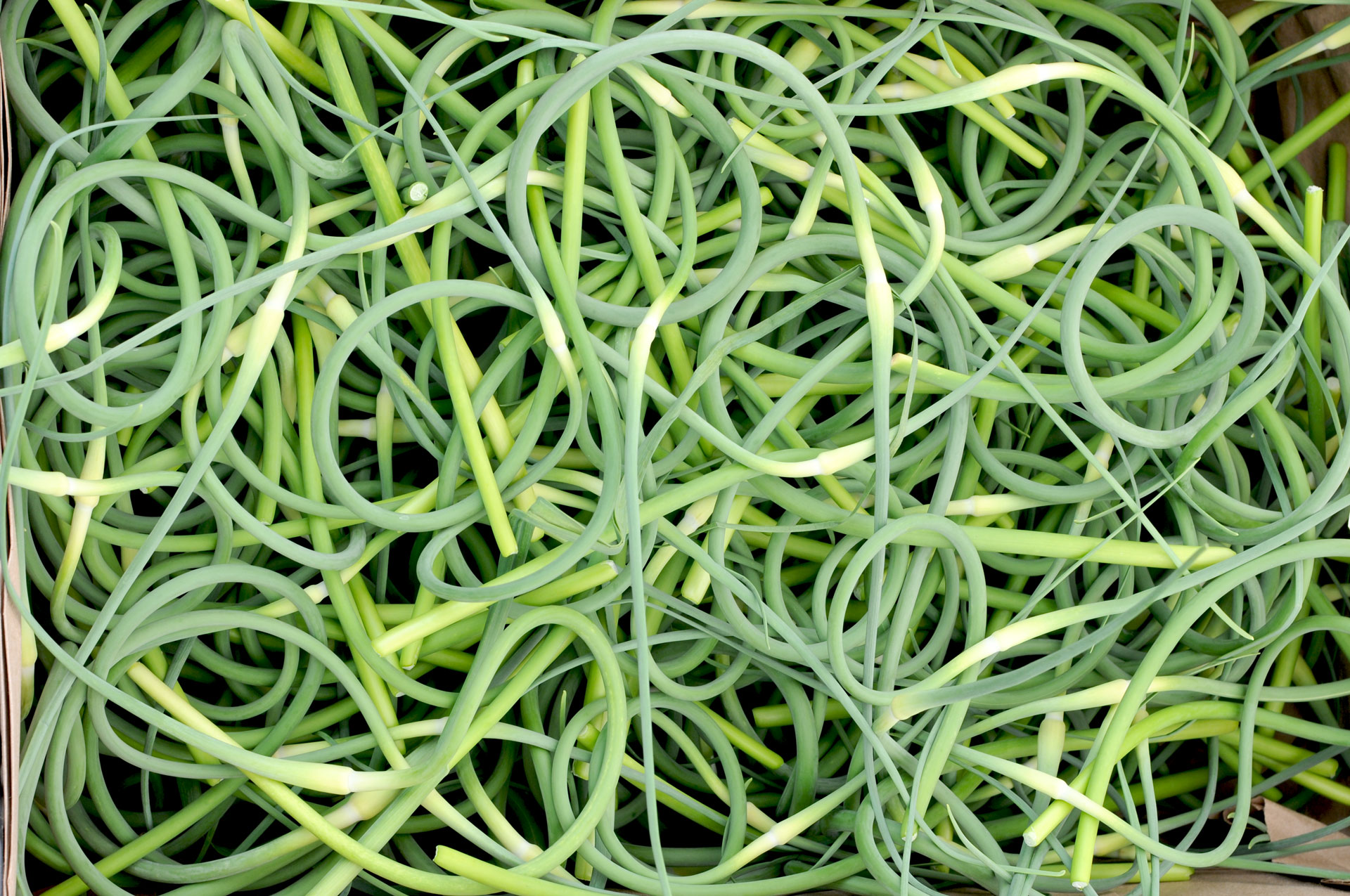 Garlic Scapes