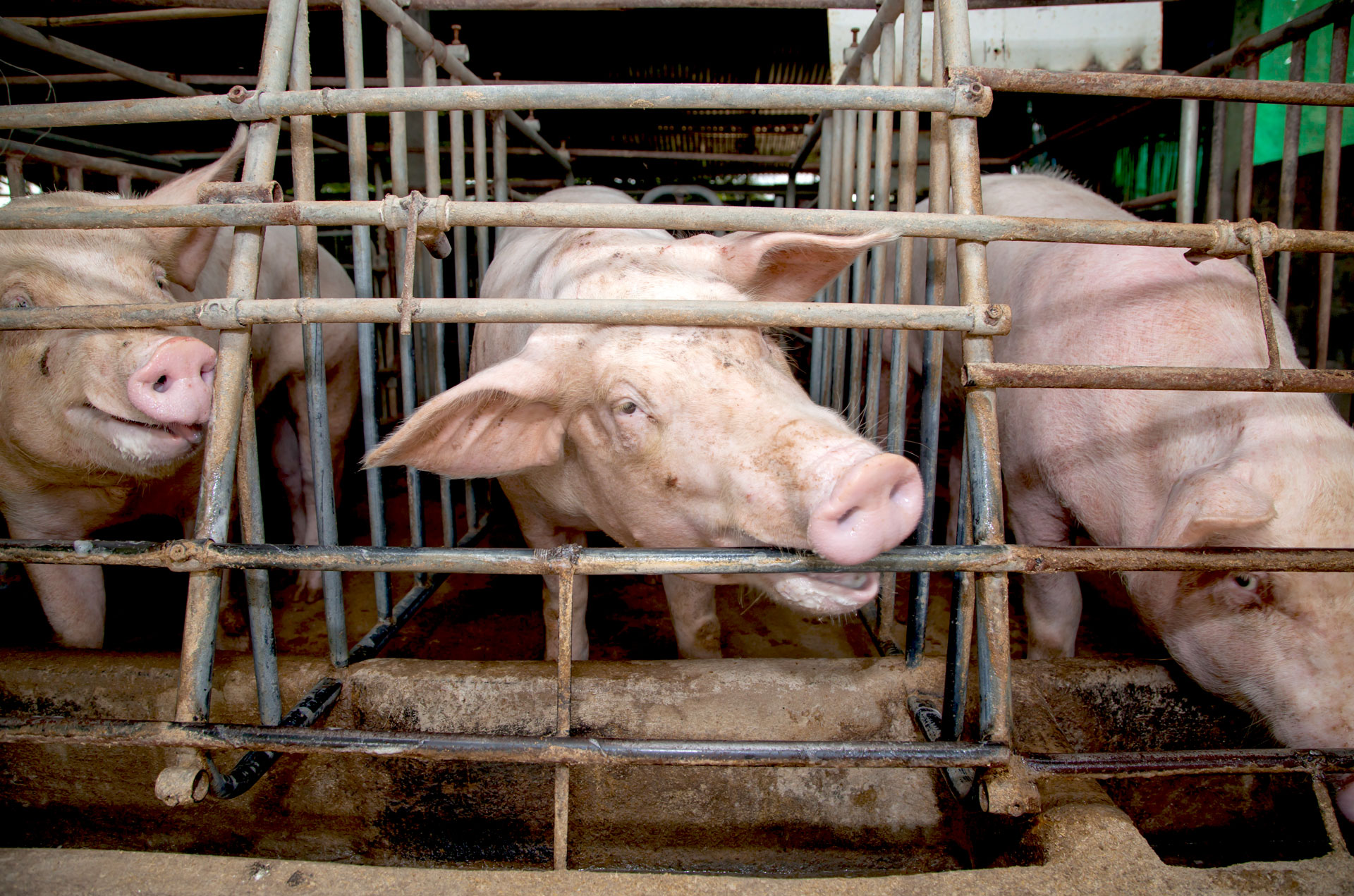 Pigs in cage
