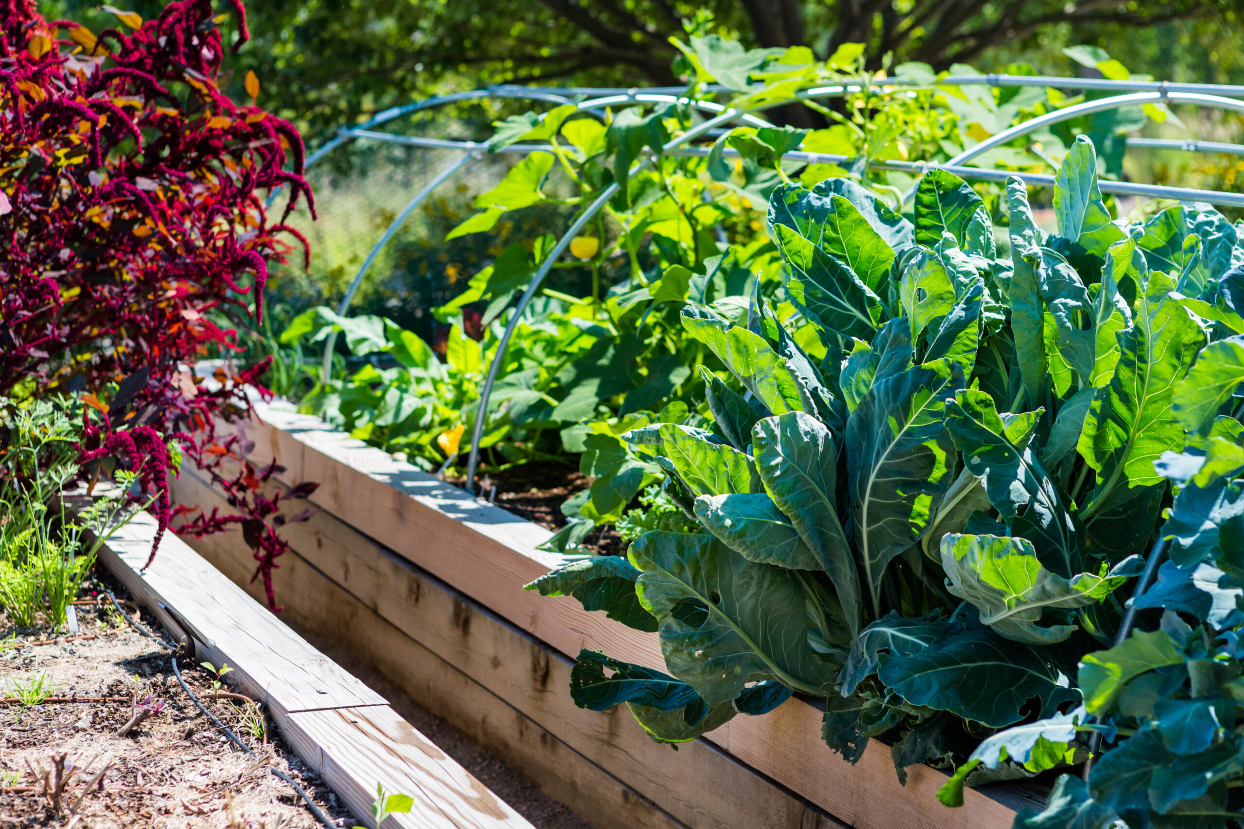 Organic urban garden in full growth at the end of the summer.