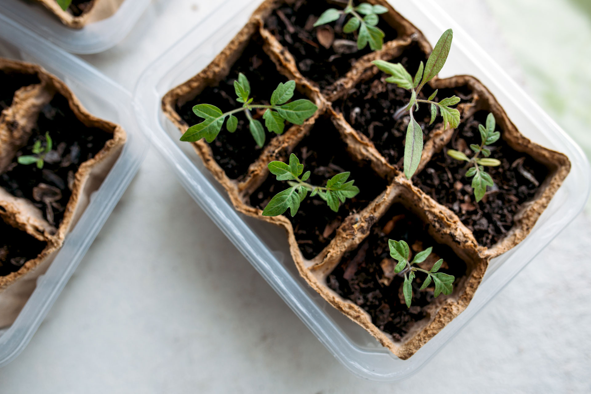 Seedlings in peat pots