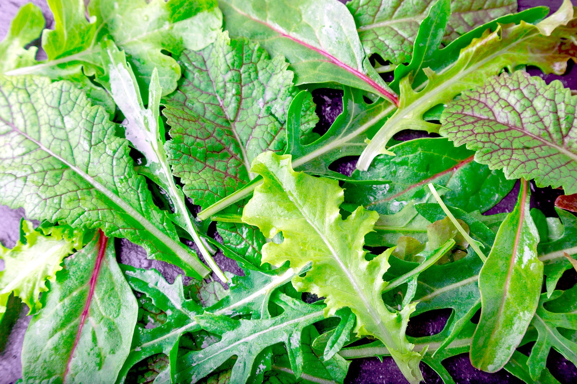 Mixed salad leaves on black slate plate