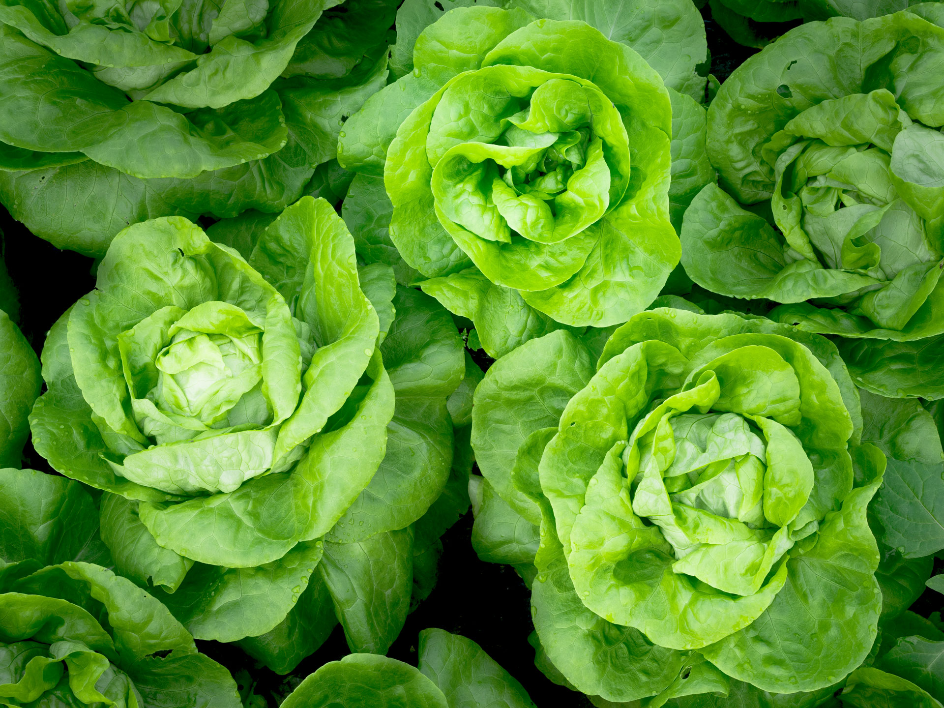 Lettuce