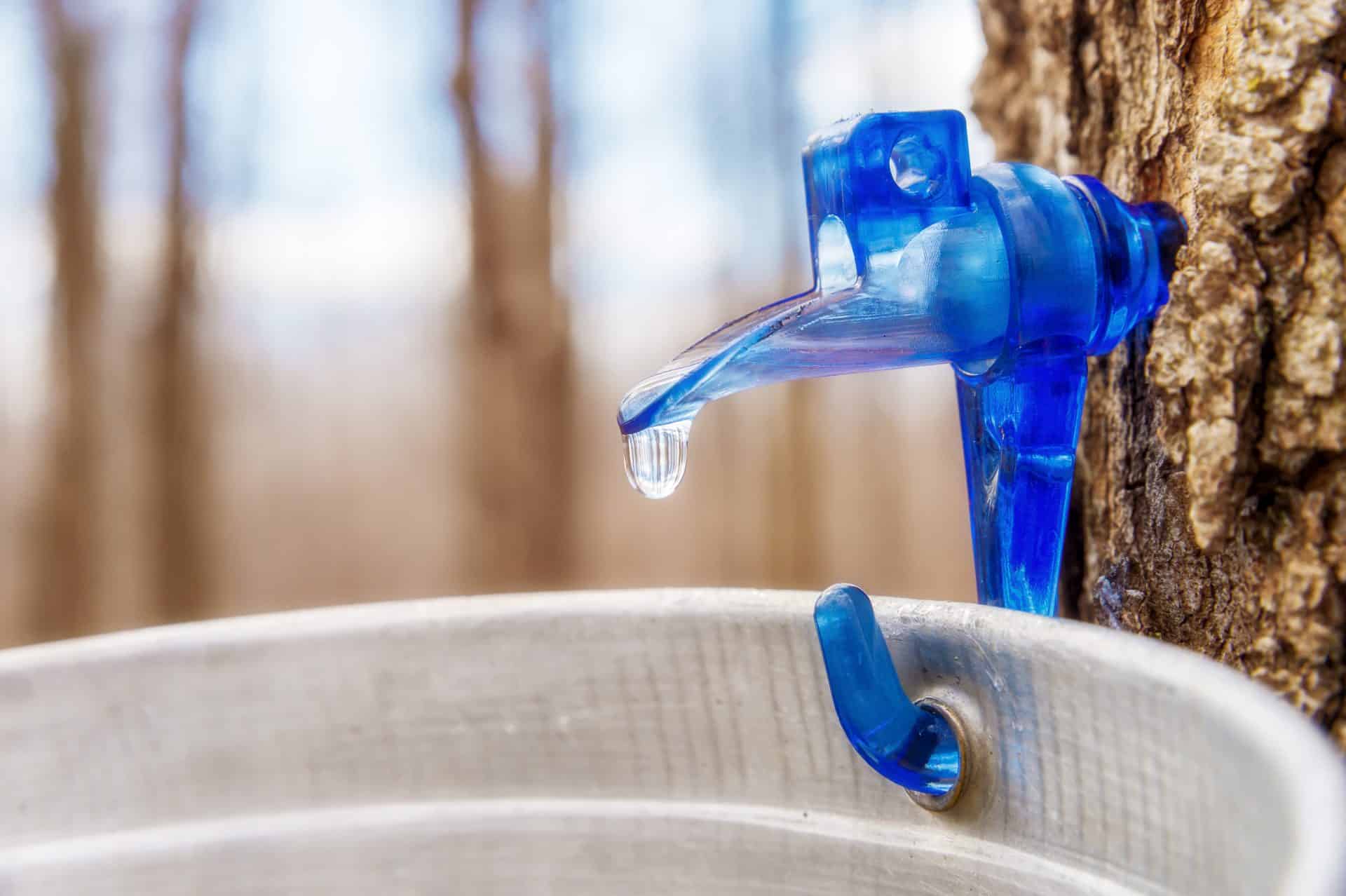 Maple Sap