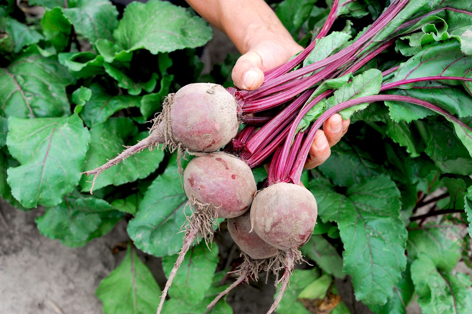 Freshly picked bunch of beets in hand