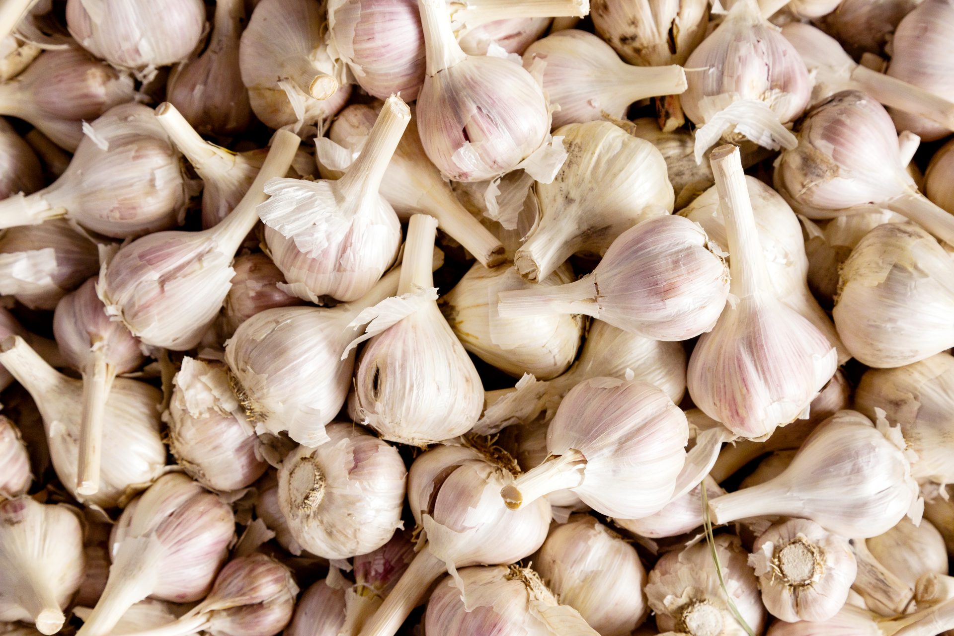 Garlic