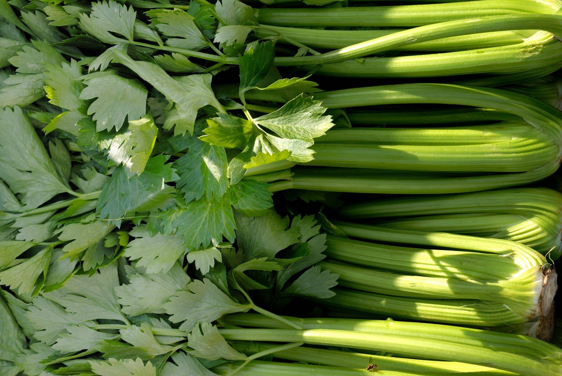 celery