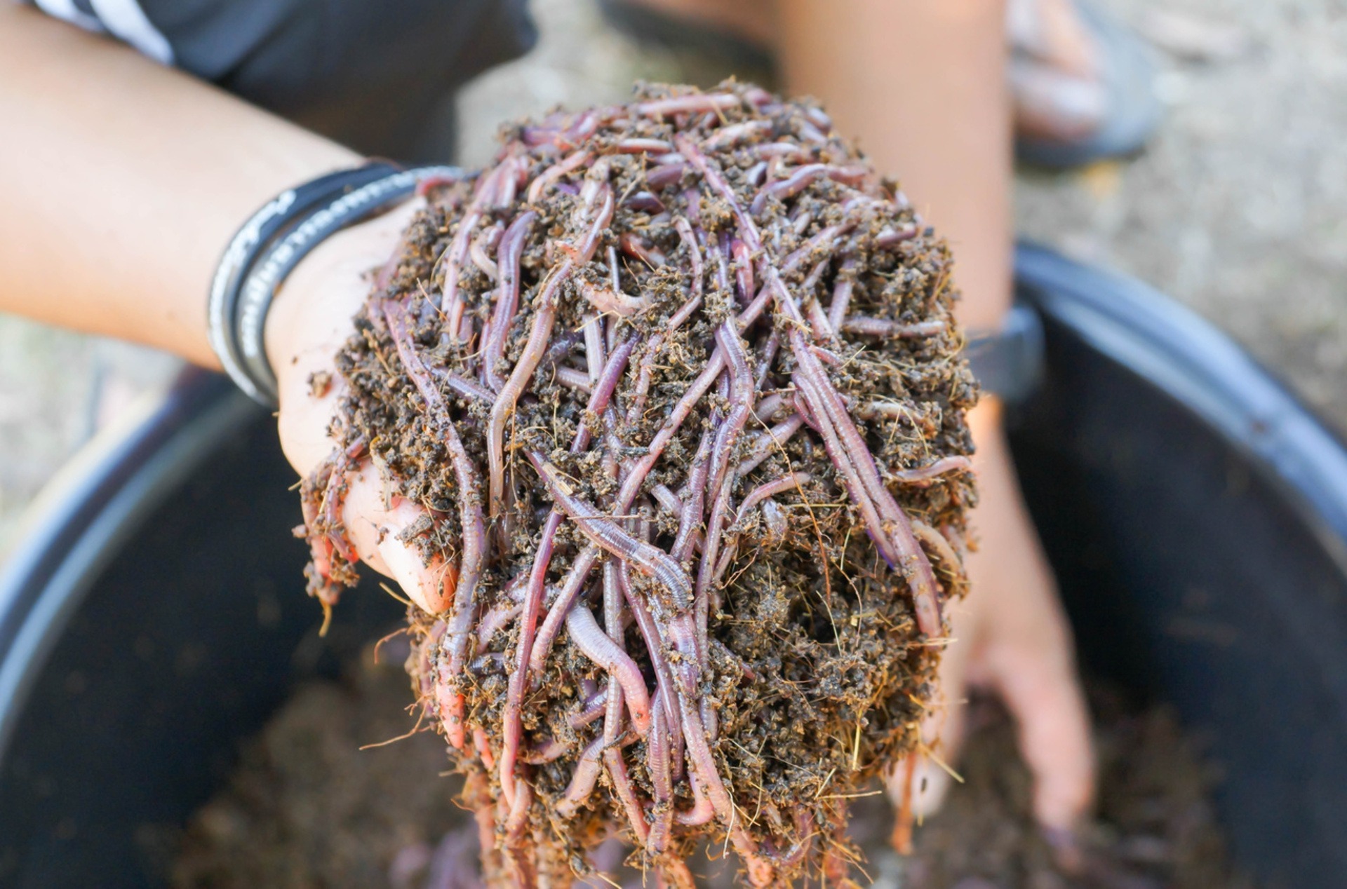Vermicomposting