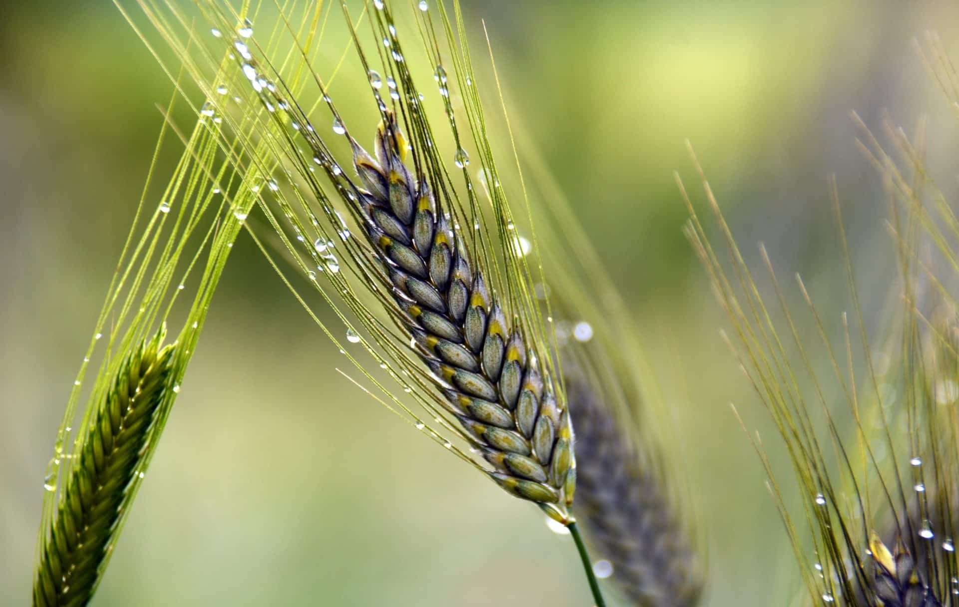 emmer wheat