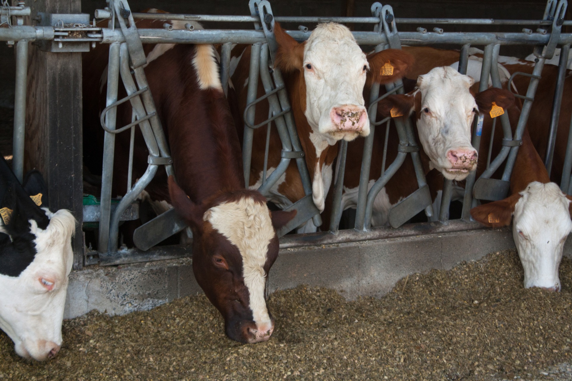 cows feeding