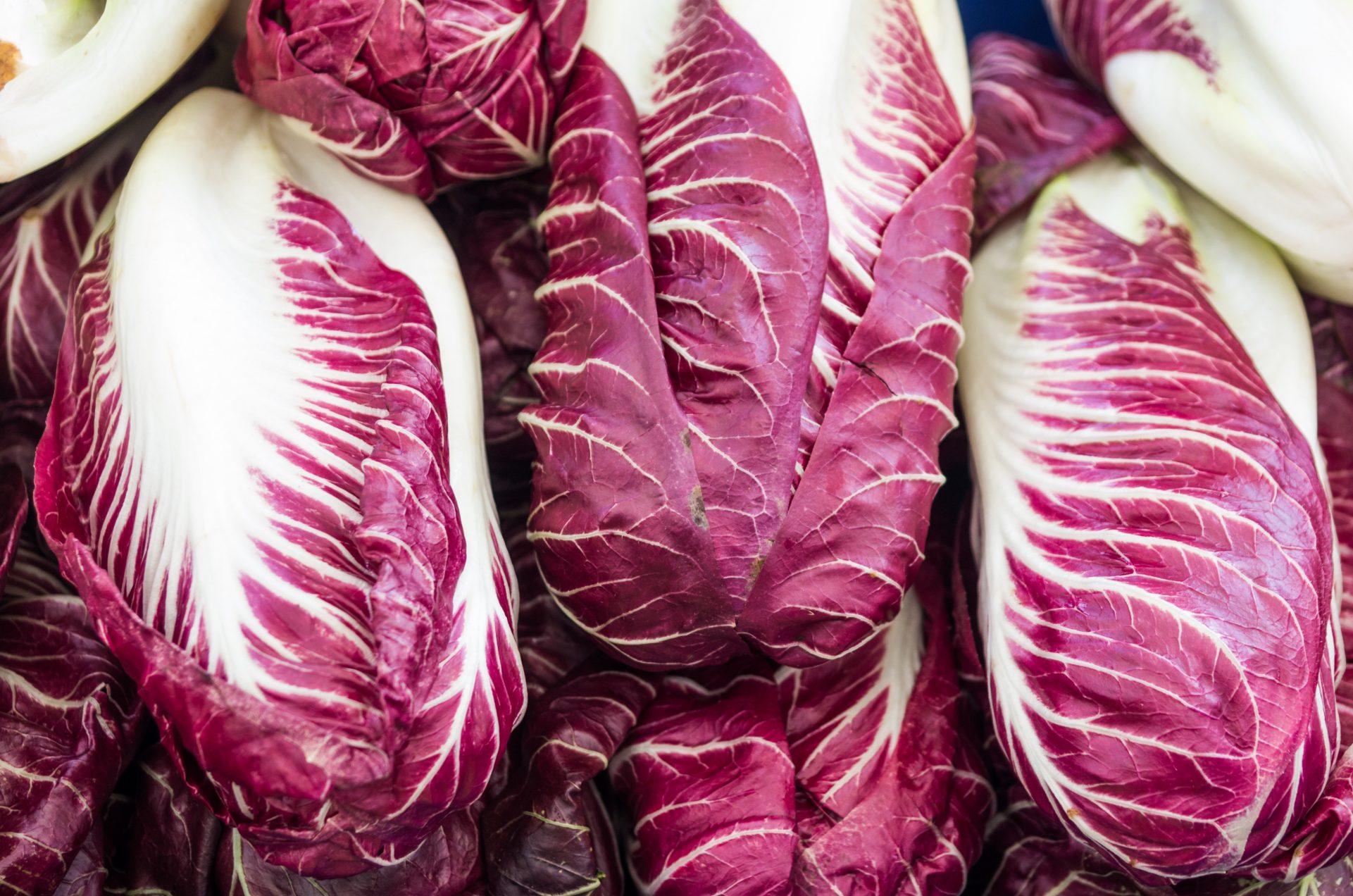 Radicchio, Chicories and Endives
