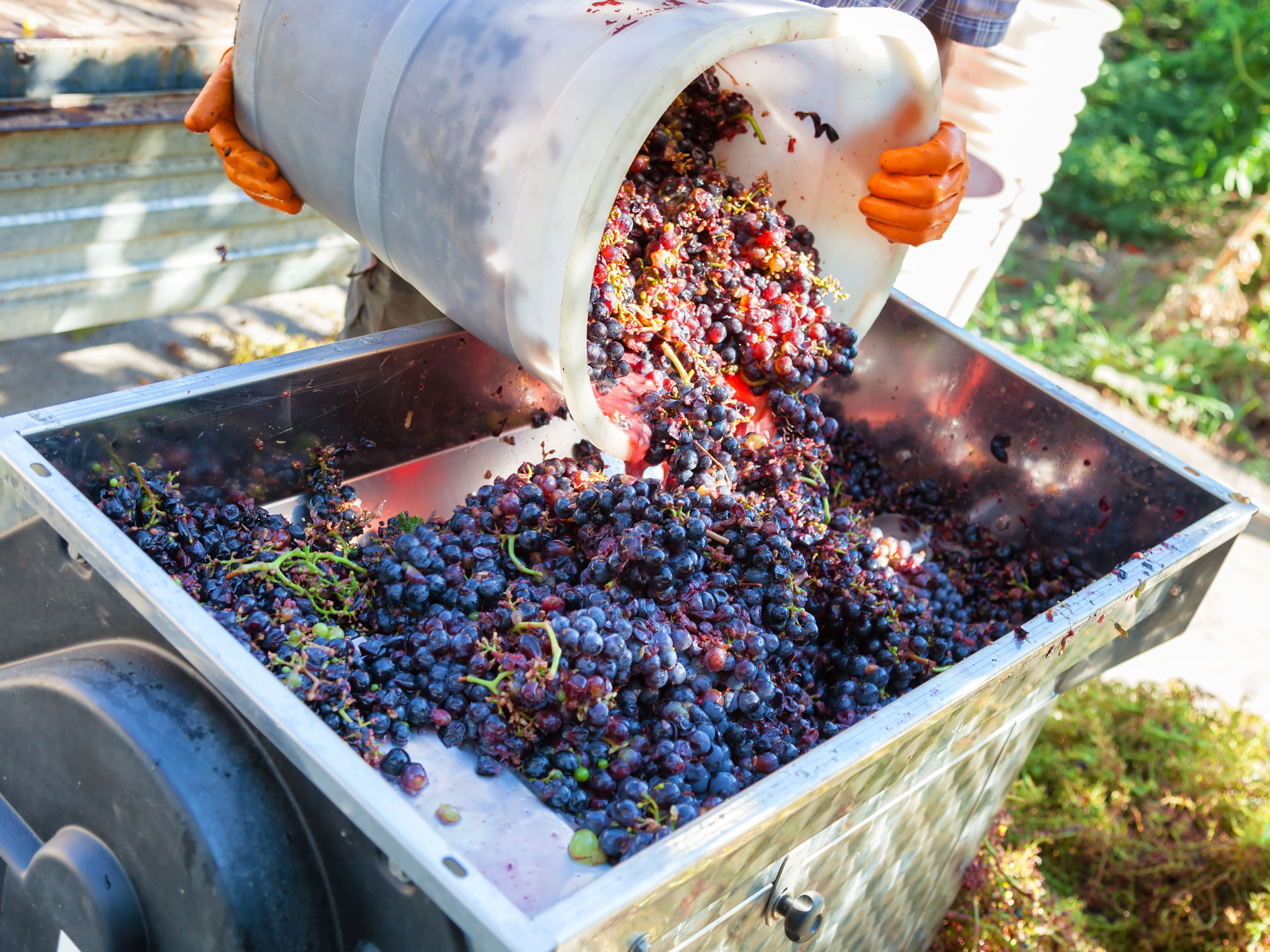 Making wine with grapes