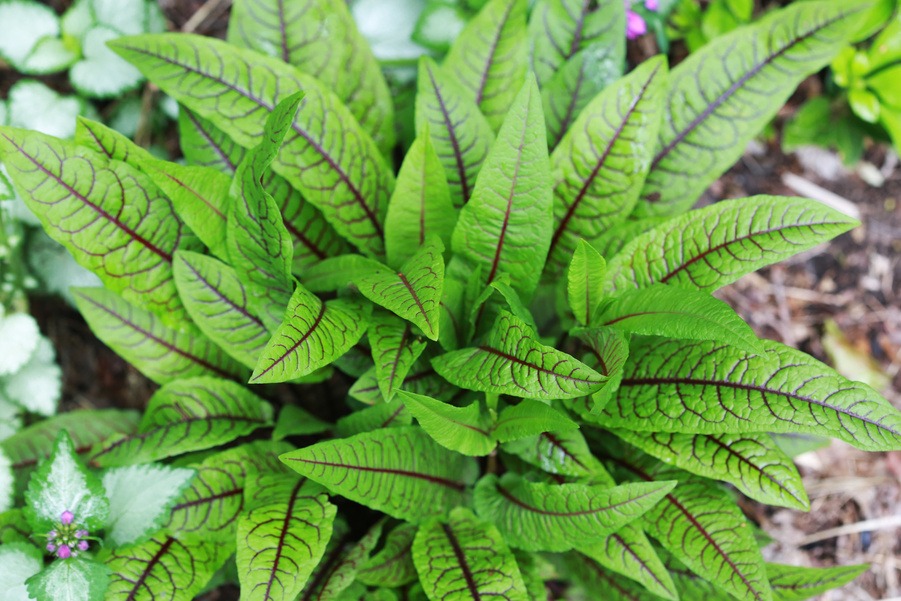 Sorrel