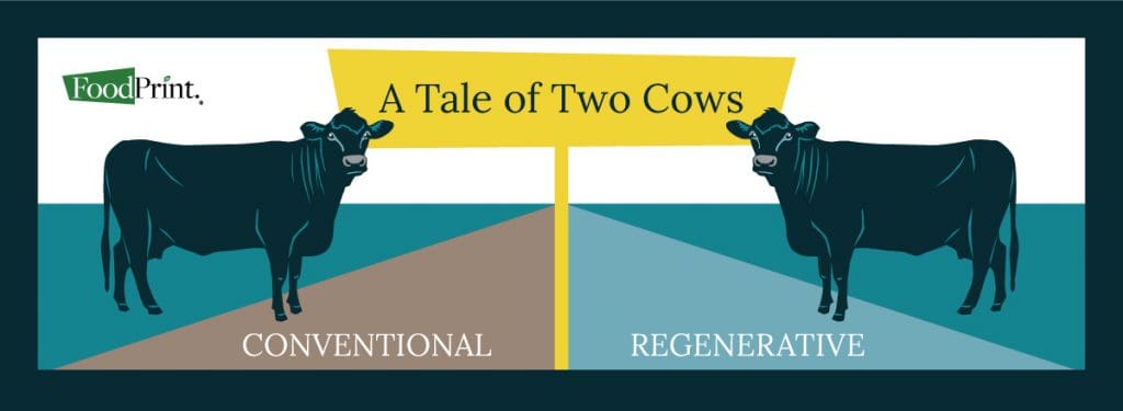 Beef Infographic Cover Image