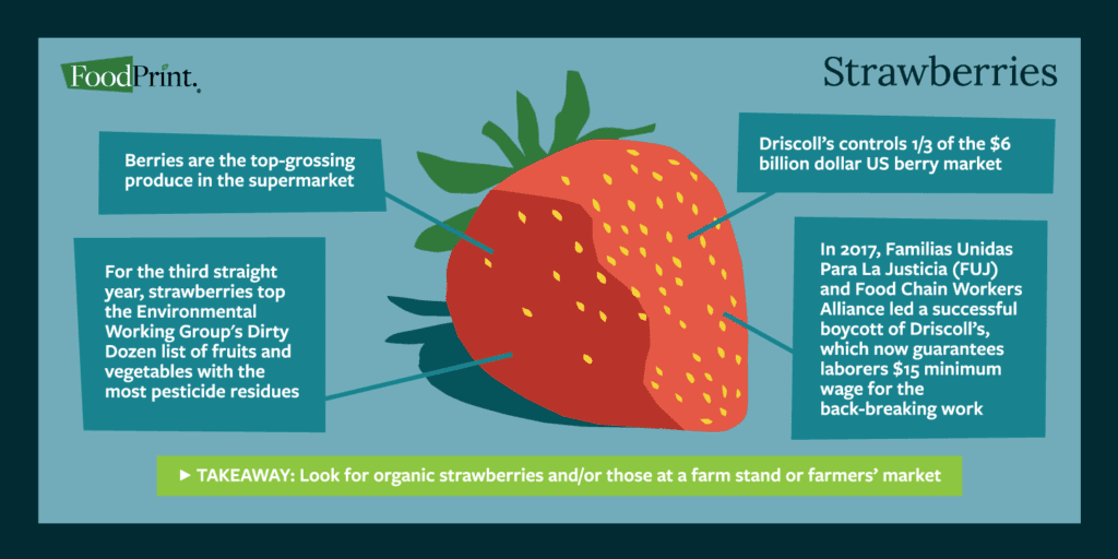 Facts about industrial production of strawberries 
