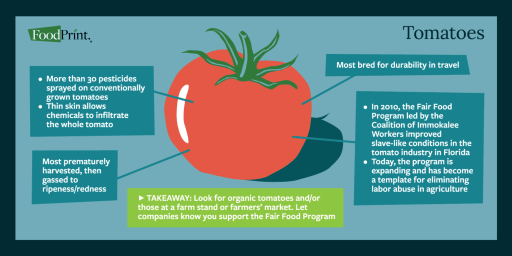 Facts about industrial production of tomatoes