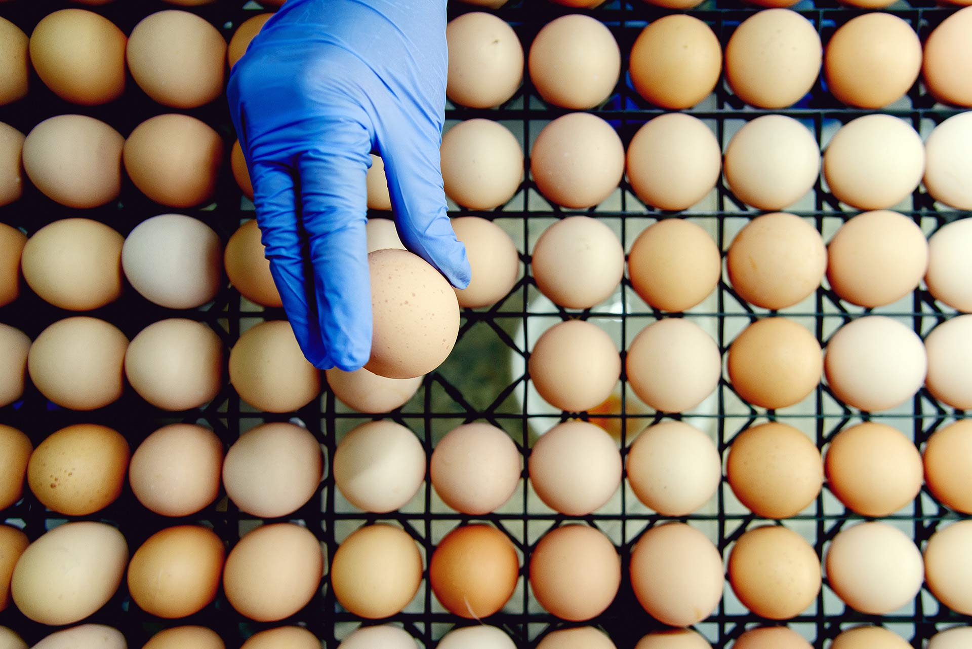 Food Label Guide Eggs