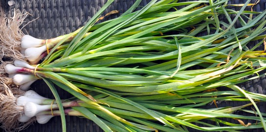 Green Garlic