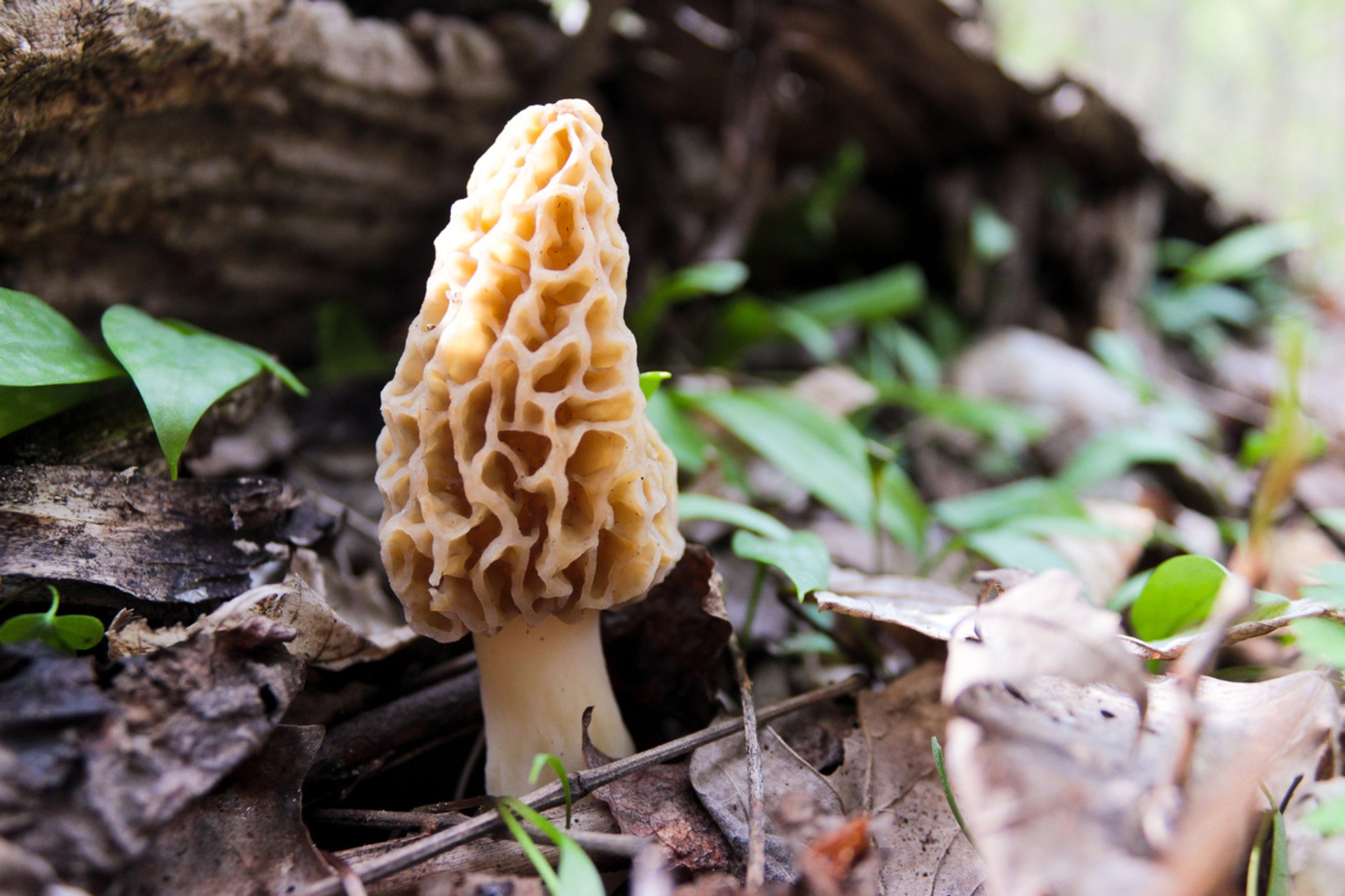 Morels