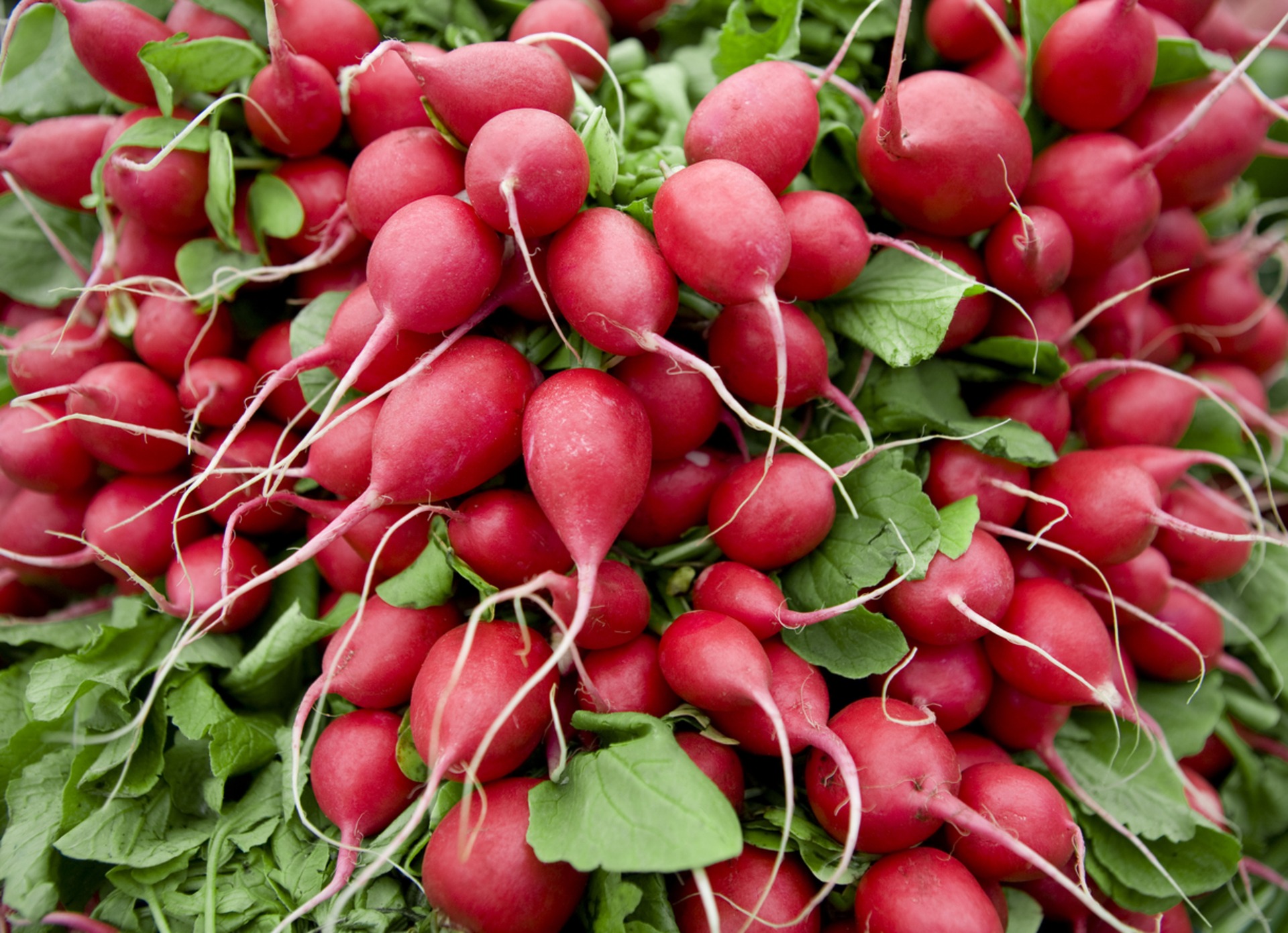 Red Radishes