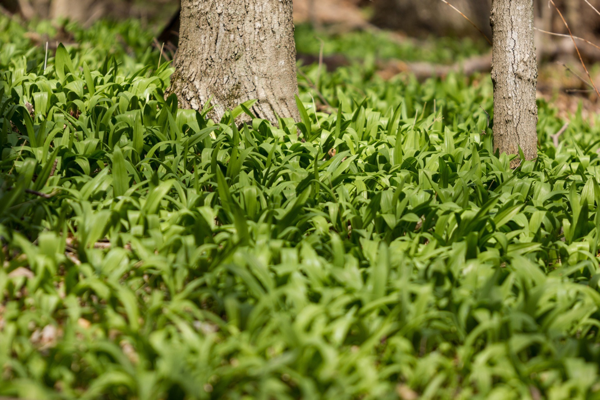 Ramps growing