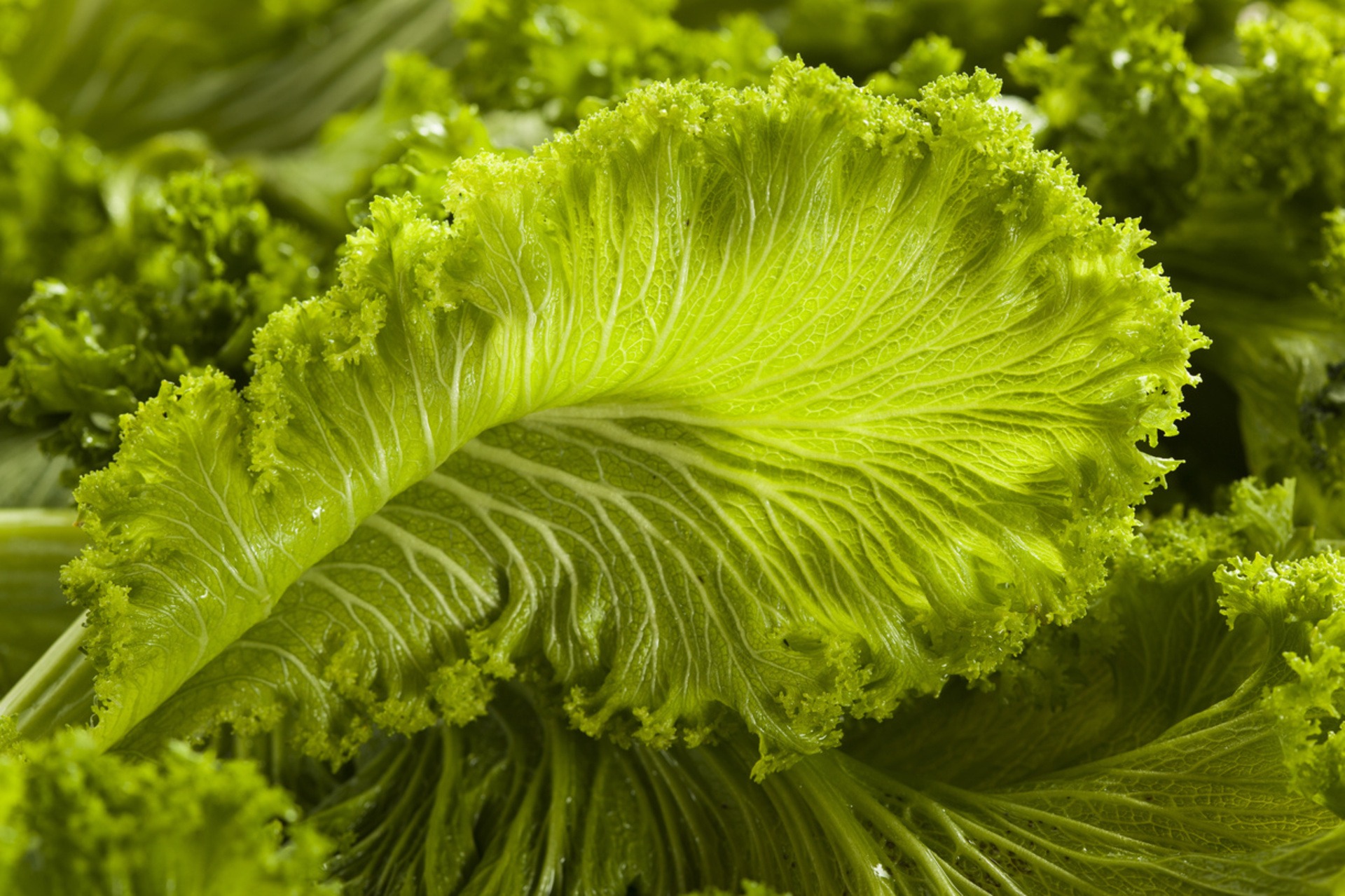 Mustard greens