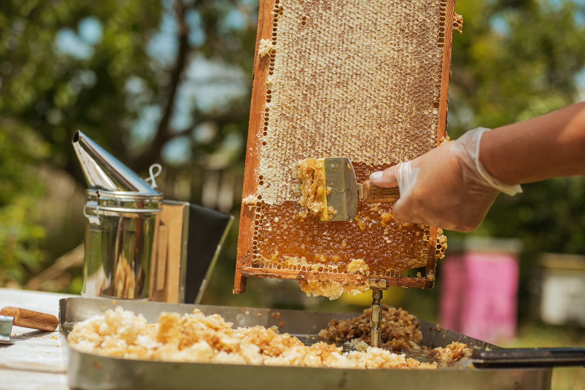 Honey and honeycomb