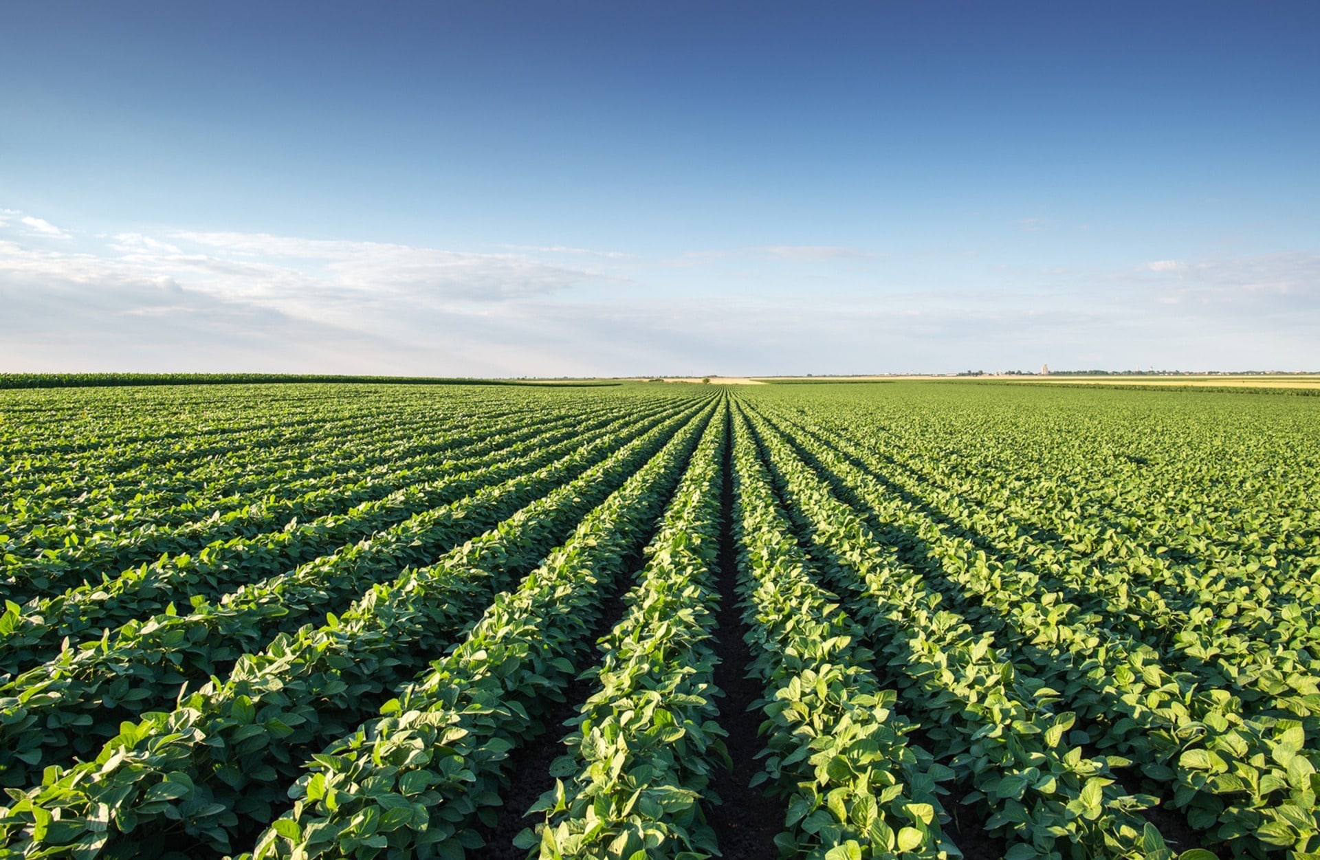 soybean rows in a field