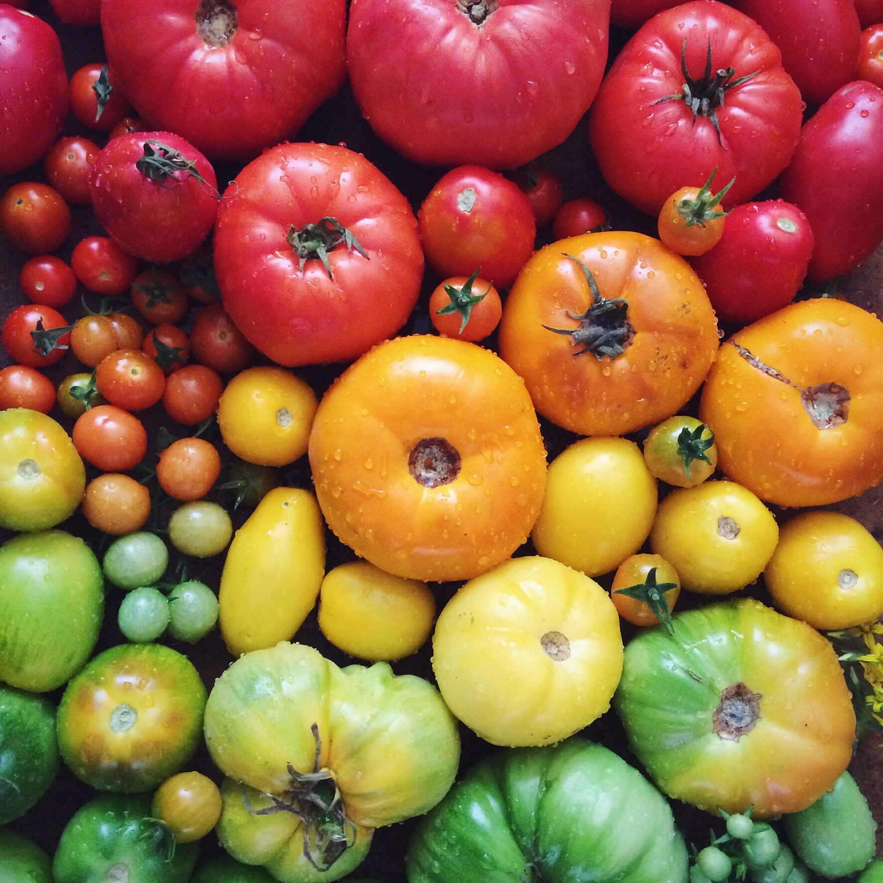 Tomatoes