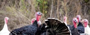 Flock of heritage turkeys grazing on the grass