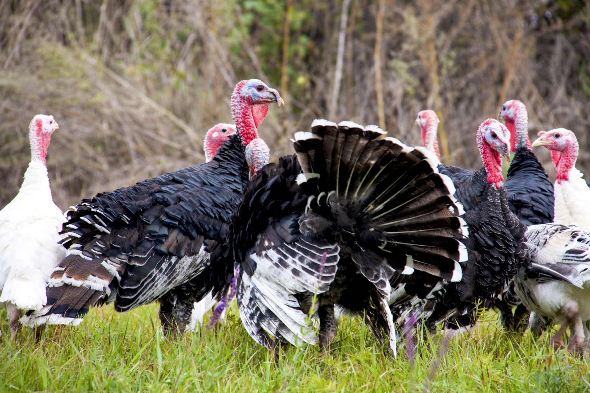 Flock of turkeys grazing on the grass