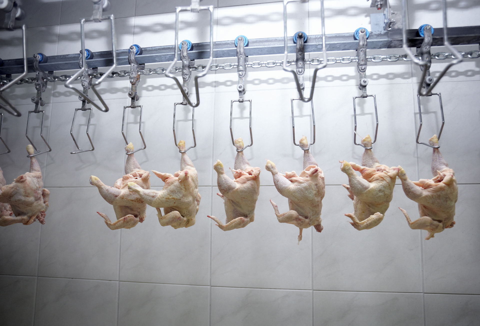 poultry processing meat food industry
