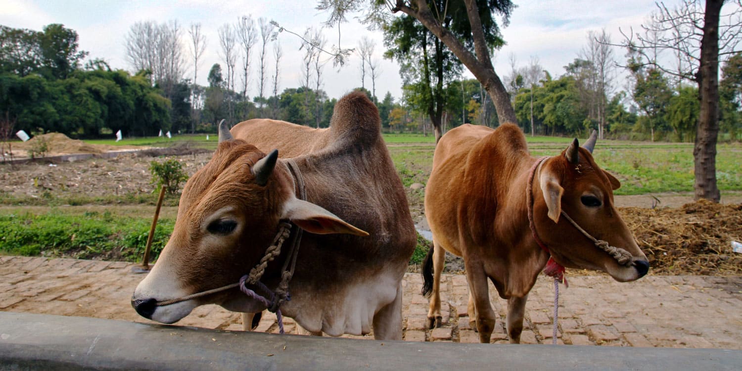 Cattle at Navdanya Biodiversity Farm.