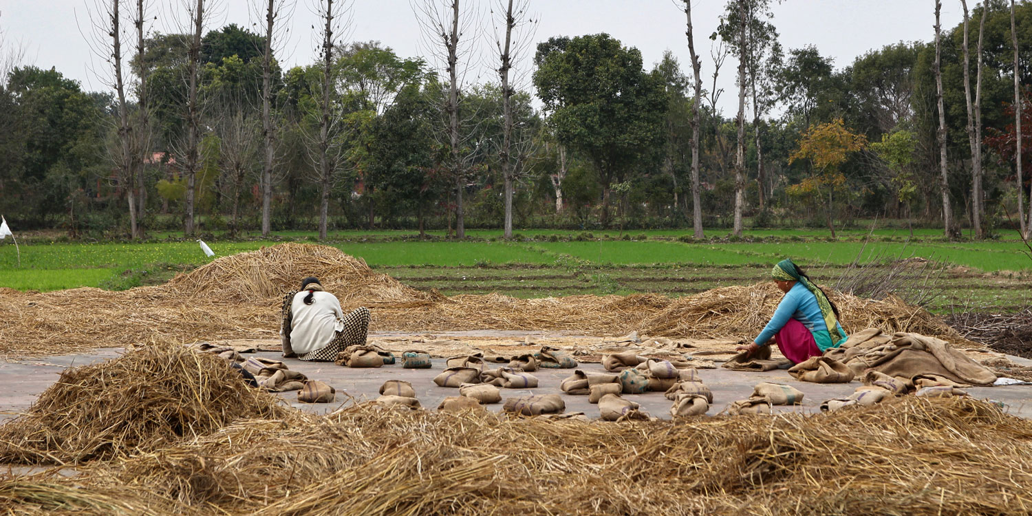 Women working in the rice paddiesat Navdanya Biodiversity Farm.
