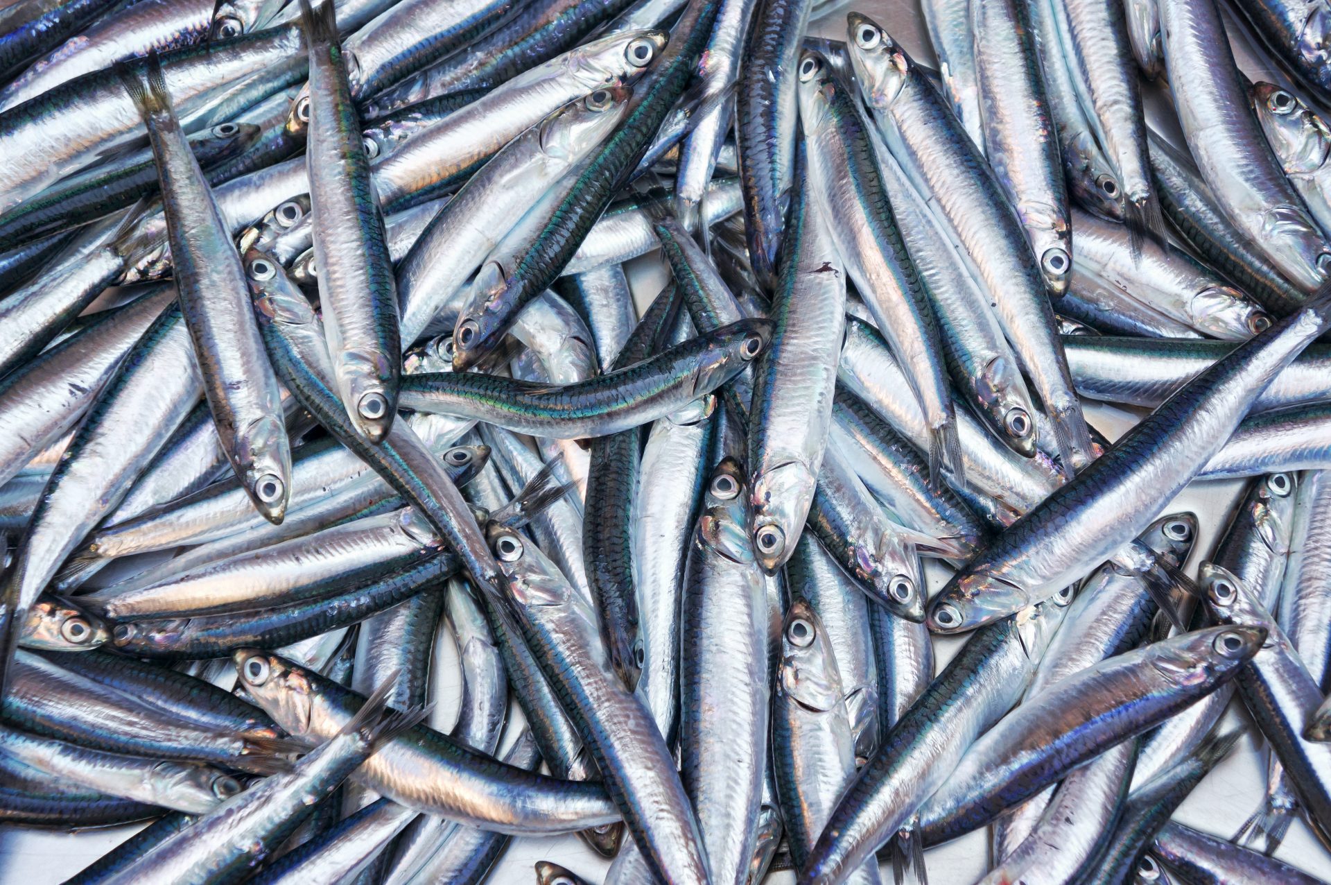 Fresh anchovies fish from Mediterranean sea