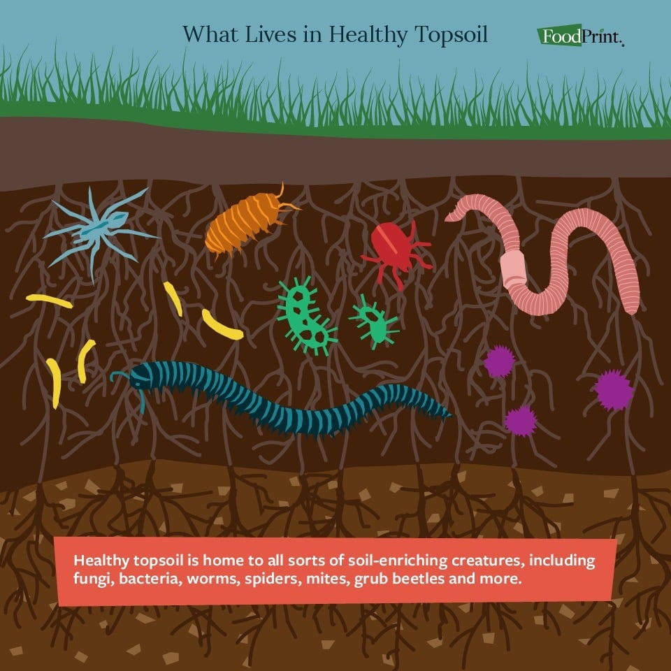 graphic of soil organisms