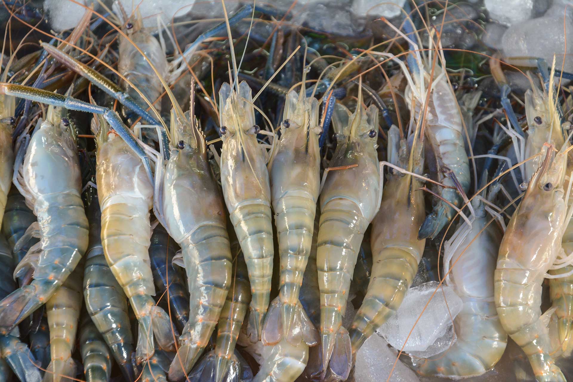live shrimp
