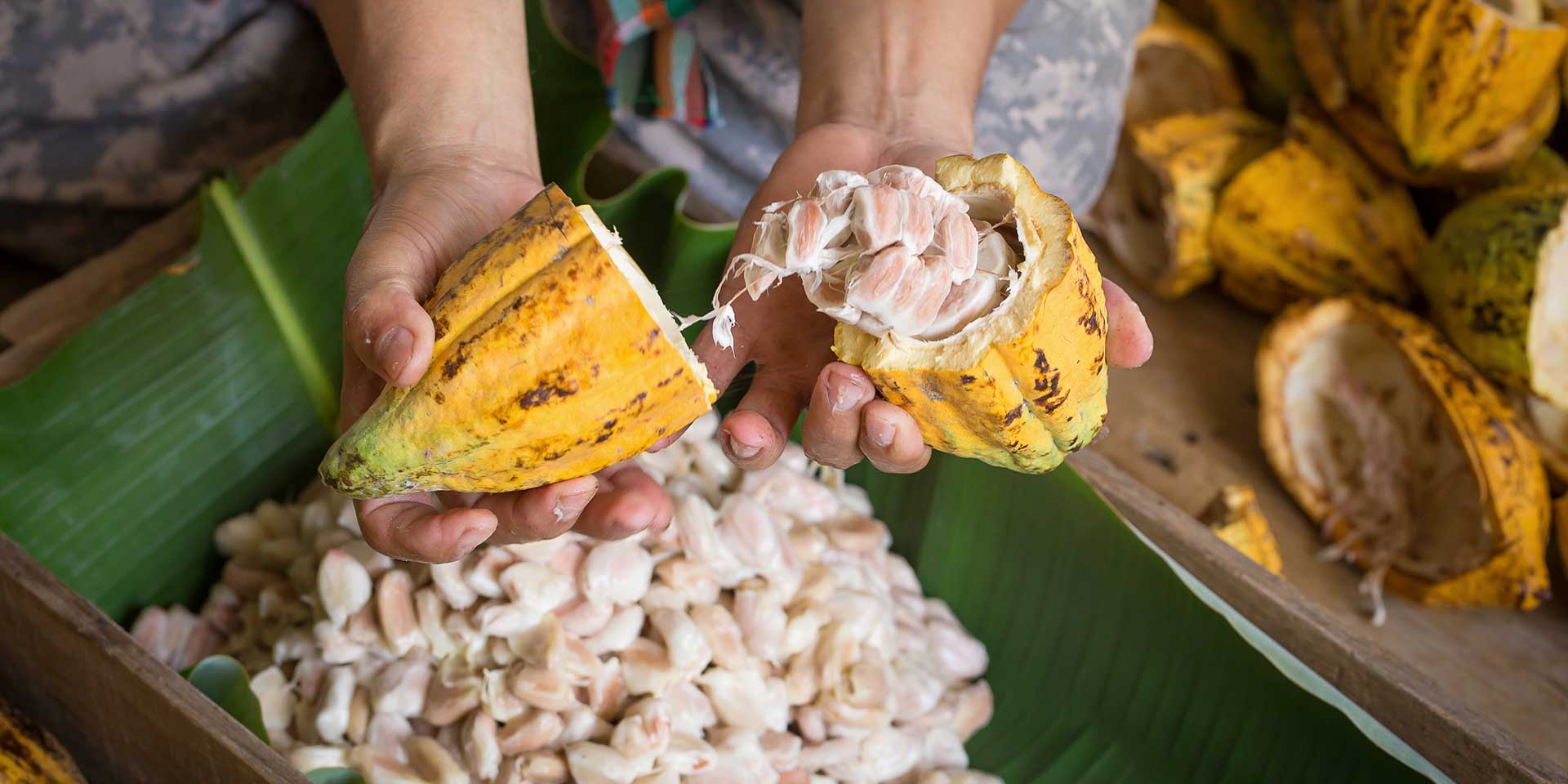Raw cacao in the pod