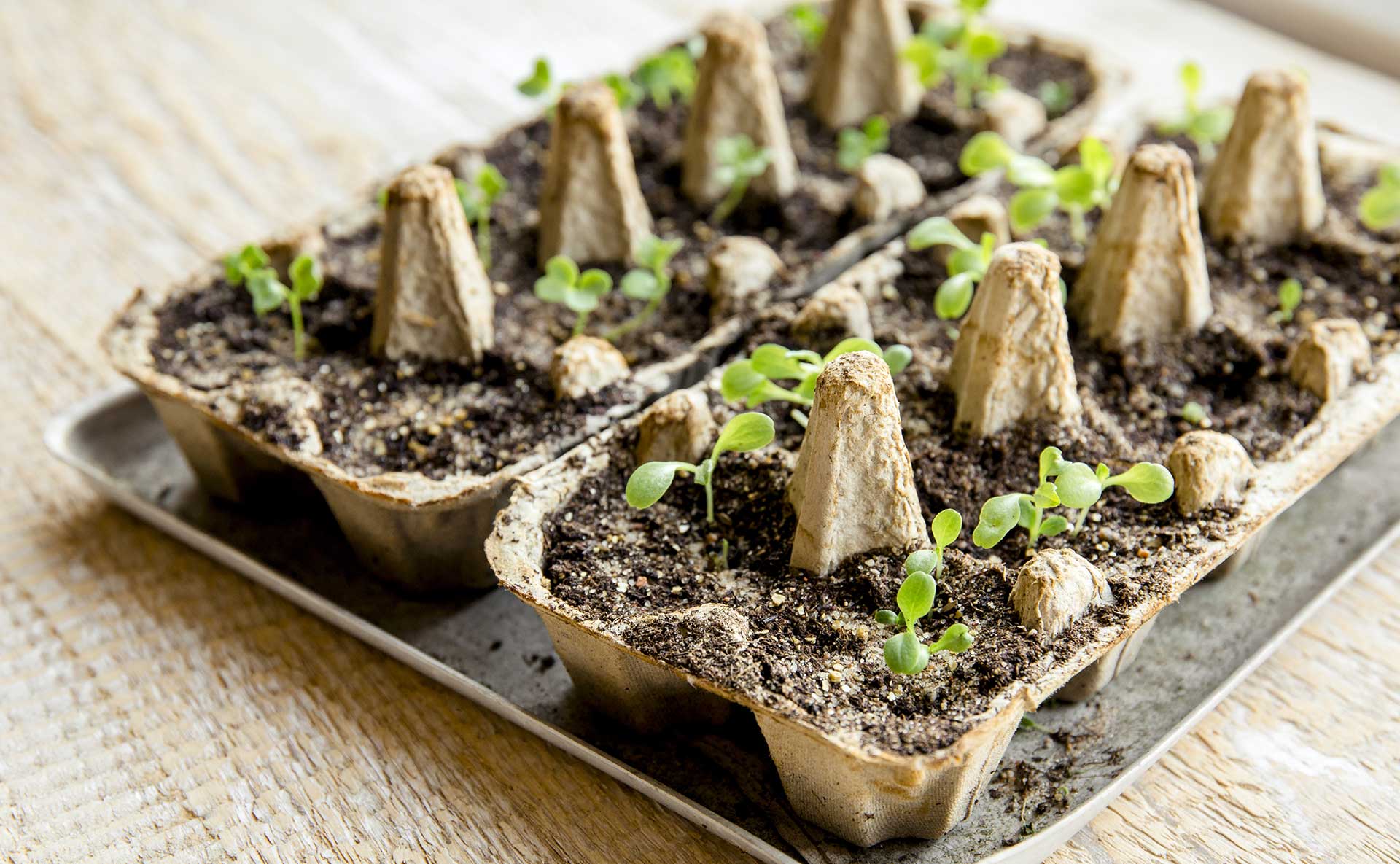 seedlings sprouting in a diy seed starter