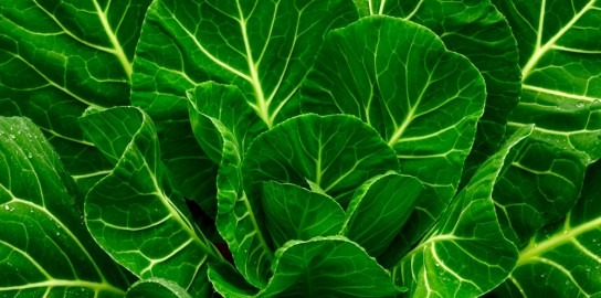 growing organic agriculture