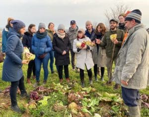 teaching about radicchio