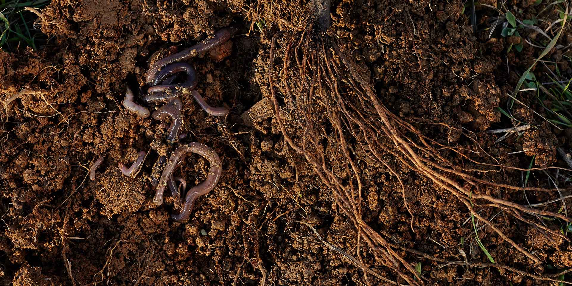 the correlation of the soil microbiome and the gut microbiome