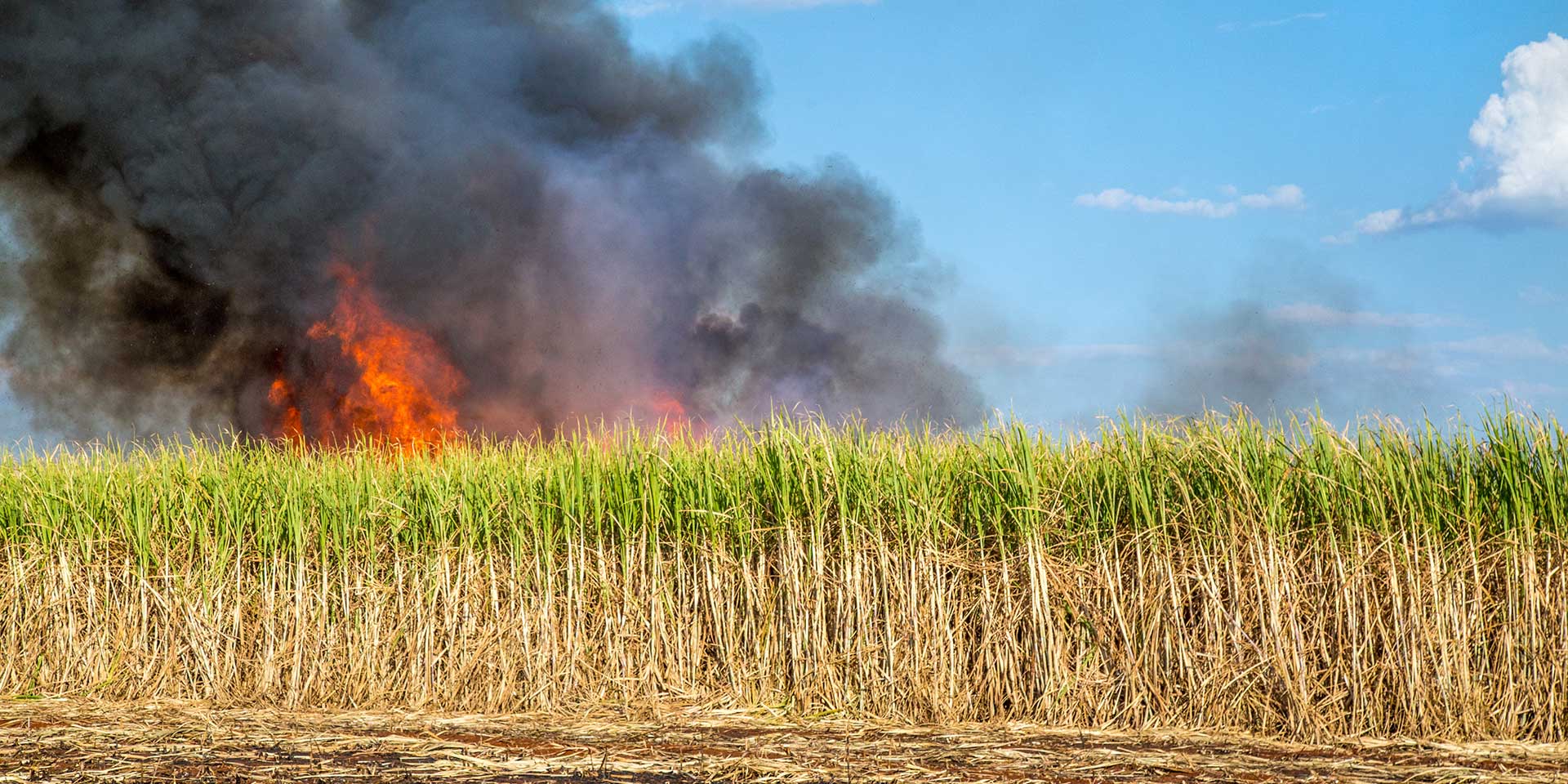 sugarcane burning