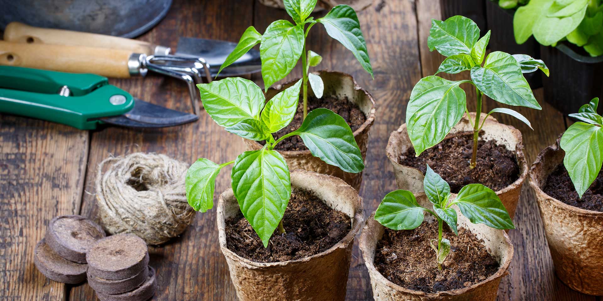Spring Gardening Ideas
