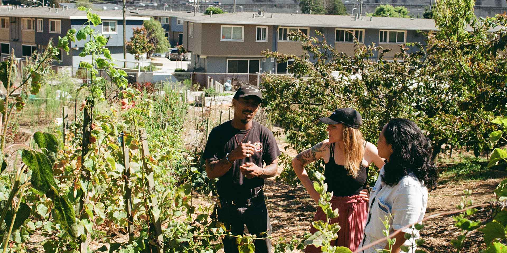 winegrowers in field
