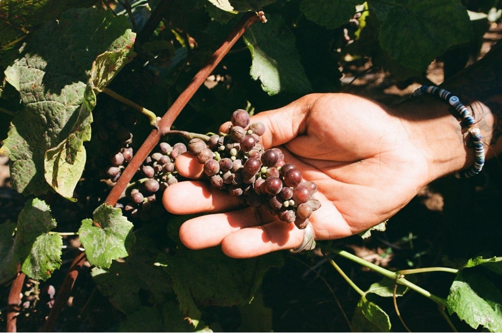 hybrid grapes