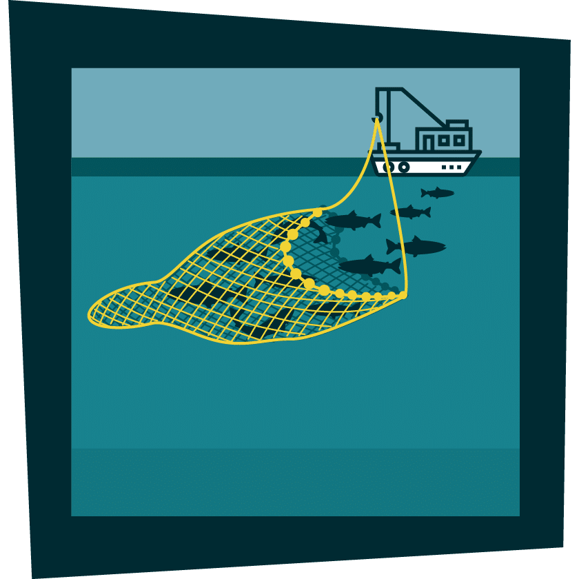 trawling