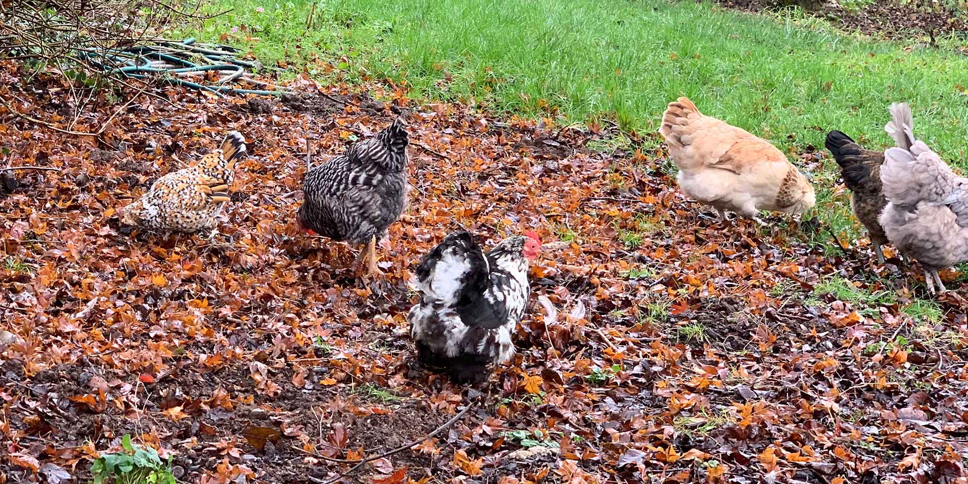 backyard chickens