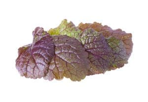 green garnet mustard green