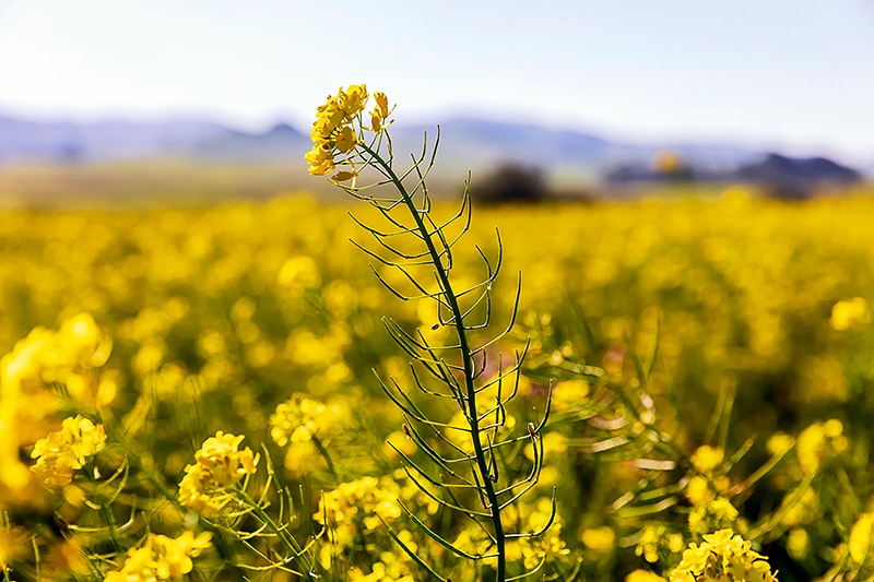 wild black mustard