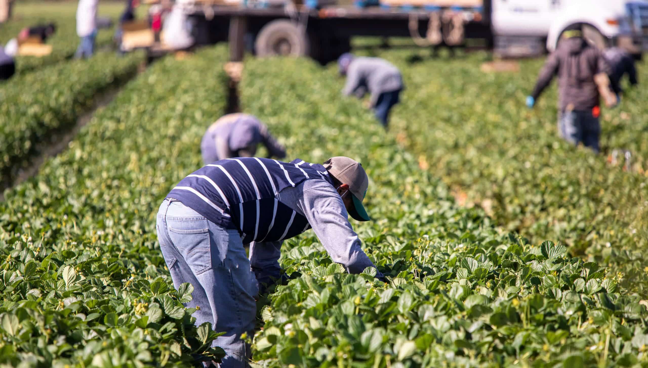 farmworkers need protections from heat
